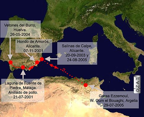 Cuadro de texto:    Imagen de satélite: NASA.  La línea de puntos indica la posible (no segura) ruta seguida por el ave.  